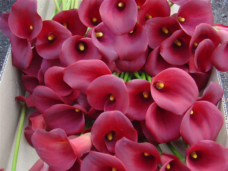 شیپوری صورتی